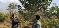 'Armut' diye yetiştirdi bakın ne çıktı: İlçede hiç rastlamadığımız bir meyve​