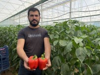 Ihracatin Yildizi Kaliforniya Biberinin Hasati Basladi, Ilk Rotasi Rusya Oldu