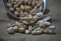 Kayseri'de Bir Ilk Açiklamasi Yer Fistigi Üretildi