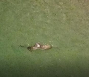 Koruma Altindaki Su Samurlarinin Yüzme Keyfi