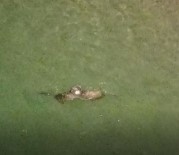 Koruma Altindaki Su Samurlarinin Yüzme Keyfi