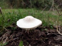 Mantardan Zehirlenmeler Artti, Valilik Uyardi