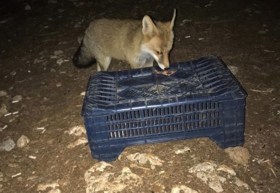 Tilkiyi Fistikla Beslediler