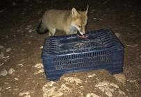 Tilkiyi Fistikla Beslediler