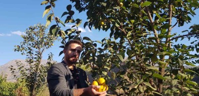 Yanlislikla Ilçeyi Cennet Hurmasiyla Tanistirdi