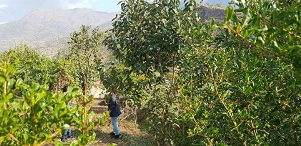 'Armut' diye yetiştirdi bakın ne çıktı: İlçede hiç rastlamadığımız bir meyve