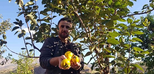 'Armut' diye yetiştirdi bakın ne çıktı: İlçede hiç rastlamadığımız bir meyve