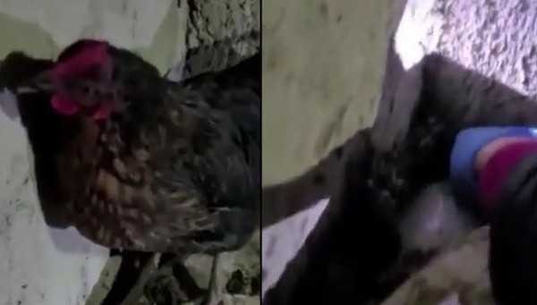 Polisi bile şaşkına çeviren olay! Tavuğun altından yumurta değil, uyuşturucu çıktı