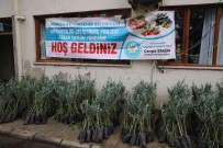 Salihli'de 6 Bin 480 Zeytin Fidani Üreticilere Teslim Edildi