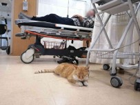 Üsüyen Kedi Geceyi Hastanenin Acilinde Geçirdi