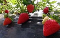 Vali Hanim Çileginden 33 Milyon TL Gelir