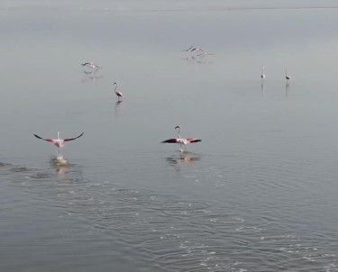 Acigöl'ün Sahipleri Böyle Görüntülendi