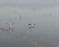 Acigöl'ün Sahipleri Böyle Görüntülendi