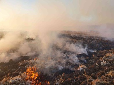 Aniz Yangininda 100 Dönüm Arazi Kül Oldu