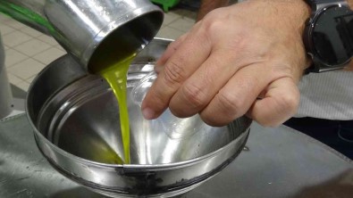 Daha Kaliteli Zeytinyagi Için Erken Hasat
