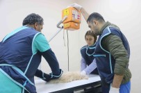 Diyarbakir'daki Hayvan Hastanesi, Bölgede Yabani Ve Evcil Hayvanlara Saglik Üssü Oldu