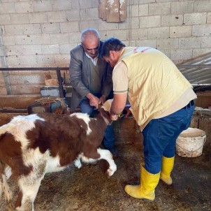 Küpeleme Ve Asilama Çalismalari Sürüyor