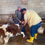 Küpeleme Ve Asilama Çalismalari Sürüyor