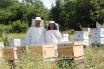 7. Uluslararasi Mugla Aricilik Ve Çam Bali Kongresi Için Geri Sayim Basladi