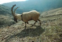 Adiyaman'da Yaban Hayati Fotokapana Yansidi