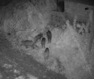 Domuz Sürüsü Avokado Bahçesine Girdi