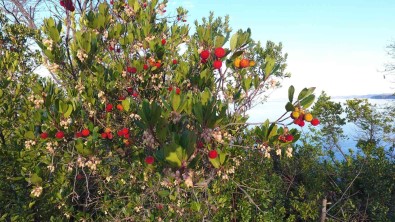 Faydasini Bir 'Bileydin'