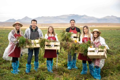 Salgam Suyunun Yolculugu, Konya'daki Mor Havuç Hasadi Ile Basladi