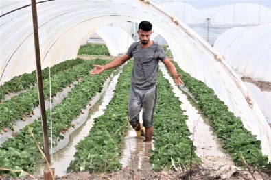 Antalya'da 1 Saat Etkili Olan Saganak Yagista Çilek Seralari Sular Içinde Kaldi