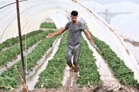 Antalya'da 1 Saat Etkili Olan Saganak Yagista Çilek Seralari Sular Içinde Kaldi