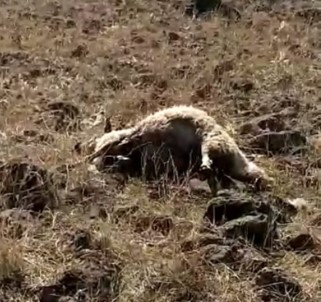 Elazig'da Agila Giren Kurtlar, 53 Koyunu Telef Etti