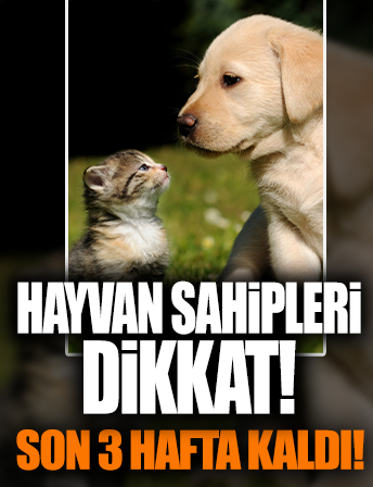 Hayvan sahipleri dikkat: Son üç hafta kaldı cezası var