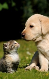 Hayvan sahipleri dikkat: Son üç hafta kaldı cezası var