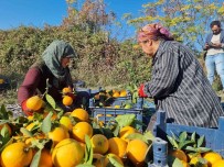 Tescilli Portakalda Hasat Basladi