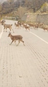 Çemisgezek'te Yaban Keçileri Sürü Halinde Ilçe Merkezine Indi