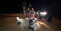 Kaybolan Koyunlari Jandarma Buldu Haberi