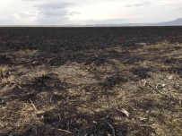 Sazlik Yanginin Dogaya Verdigi Zararin Bilançosu Agir Oldu