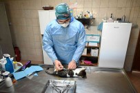 Kemer'de Bin 425 Sokak Hayvani Kisirlastirildi