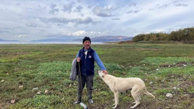 Sulari Çekilen Iznik Gölü'nde Artik Koyunlar Otluyor