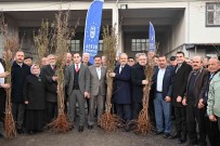 Bursa'da Kirsaldaki Çiftçilere 20 Bin Fidan Dagitildi