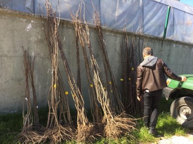 Kastamonu'da 450 Çiftçiye 14 Bin Fidan Dagitildi