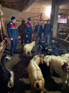 Kayip Hayvanlar 10 Saat Sonra Bulundu