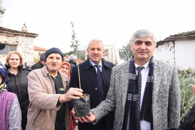 Tarim Arazisi Yanan Üreticilere Fidan Destegi