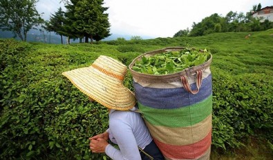 Tarım ürünleri üretici fiyatları yıllık yüzde 169,45 arttı