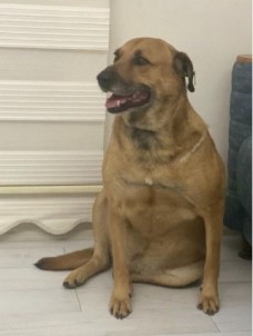 Köpegi Tüfekle Öldüren Yasli Adama 5 Yil 9 Ay Hapis Cezasi