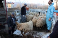 Tunceli'de 16 Üreticiye 400 Koyun Dagitildi