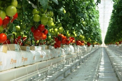 Usak'ta 3 Bin Kisiye Istihdam Saglayacak Sera OSB Projesi Hazirlandi