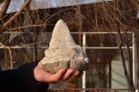 Elbistan'da köpekbalığının atası sayılan 20 milyon yıllık megalodon dişi bulundu