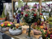 Kokina Çiçekleri Yilbasina Hazir