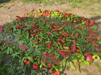 Pestisit Denetimlerinde 12 Kisiye 49 Bin TL Ceza