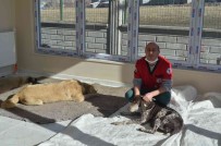 Varto'da Sokak Hayvanlarini Asilama Ve Küpeleme Çalismasi